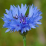 Centaurea cyanus.png